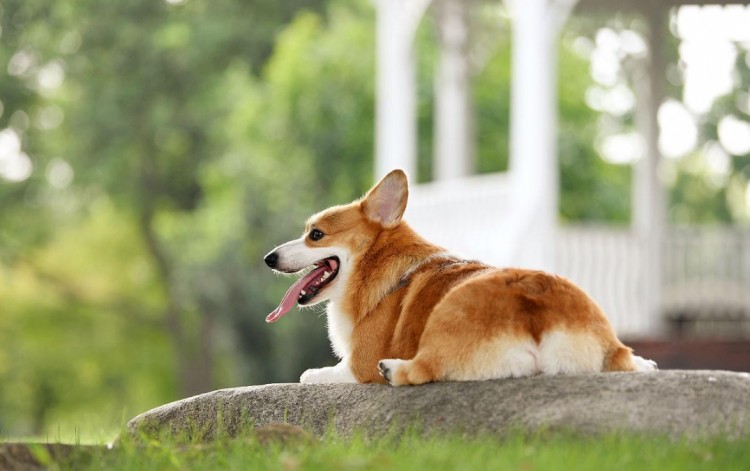 柯基犬断尾的利和弊你知道几个