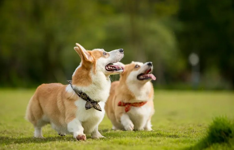 柯基犬断尾的利和弊你知道几个