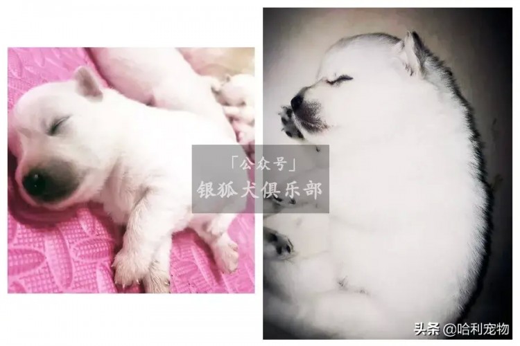 银狐犬的颜值进化史多图慎入～