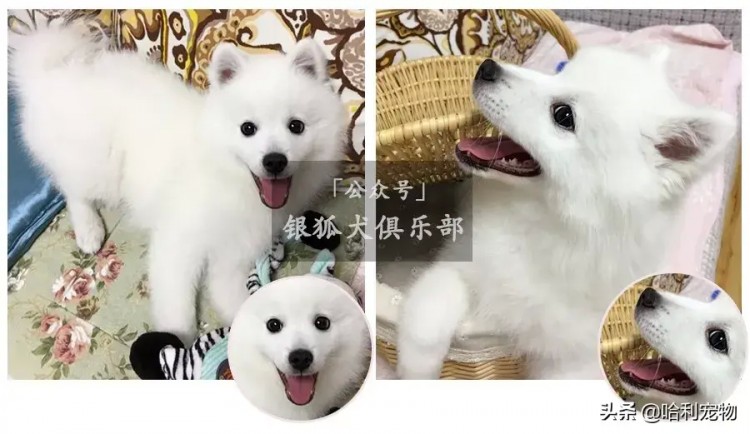 银狐犬的颜值进化史多图慎入～