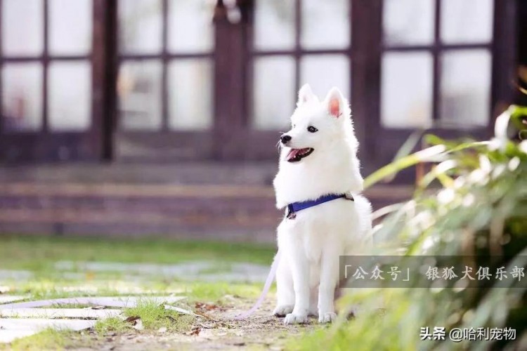 银狐犬的颜值进化史多图慎入～