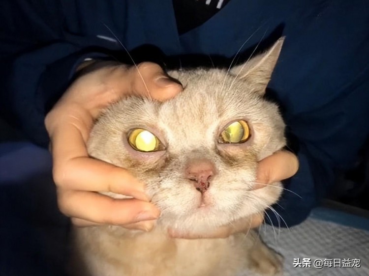 4岁的猫咪3年来一直在吃狗粮最后出事了