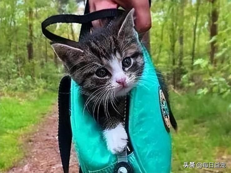 活得不如猫系列：爱笑的猫咪运气不会太差，有这样的主人很开心