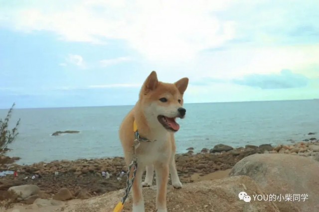 柴犬听话吗柴犬智商有多高