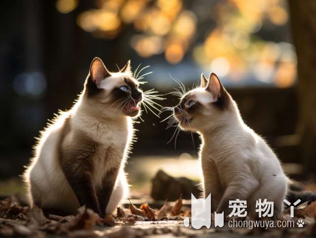 加菲猫和波斯猫有什么区别？